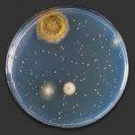 Homeschool Science Archives Sciencebob Com Bacteria Science Experiment - Bacteria Science Experiment