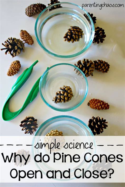 Homeschool Science Chemical Experiment Pine Cone Science Experiment - Pine Cone Science Experiment