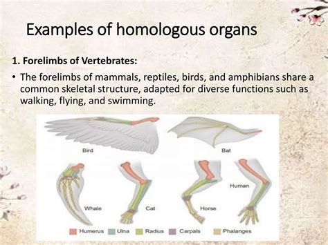 Homologous Organs Example