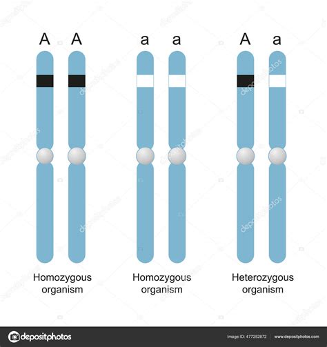 Homozygot Genotype
