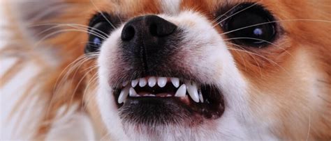 hond bijt bezoek