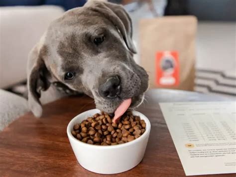 hond eet koeienstront