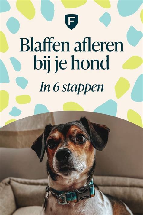 hond fixeren afleren