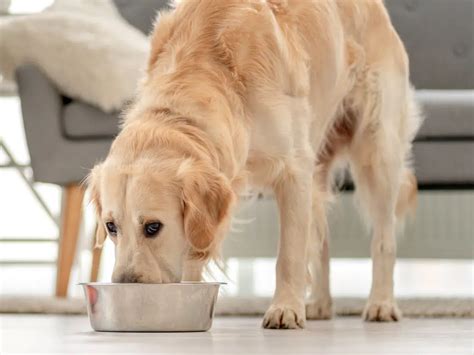 hond heeft teveel gegeten