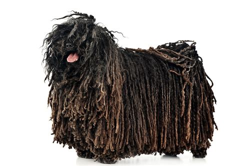 hond met dreadlocks