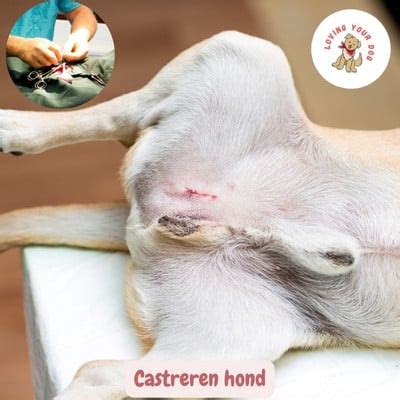 hond moet dringend weg