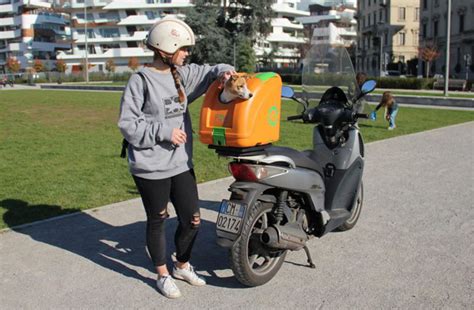 hond op scooter