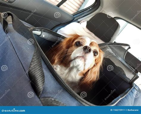hond piept in auto