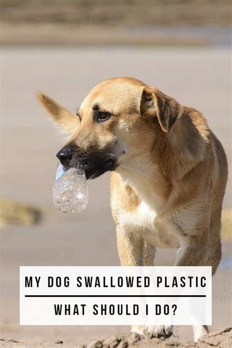 hond plastic gegeten
