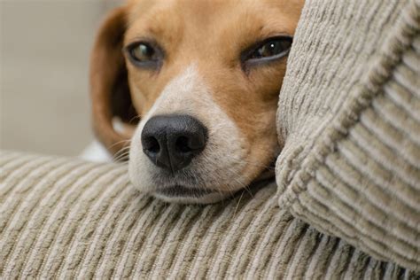 hond plotseling angstig in huis