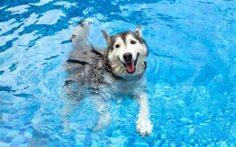 hond zwemmen