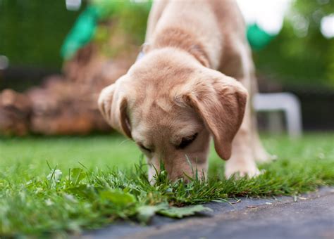 honden gras eten