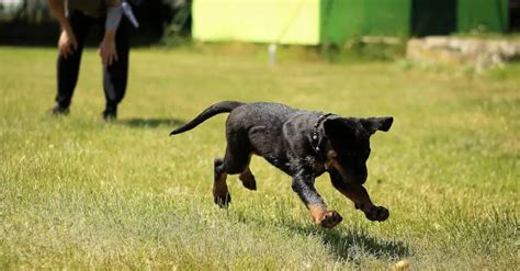 honden trainer worden