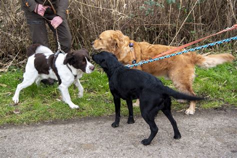 hondenbelasting barendrecht