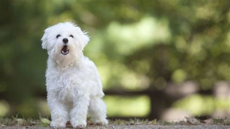 hondengeblaf vertaling