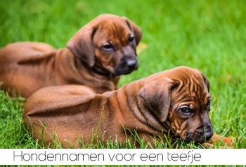 hondennamen teefjes