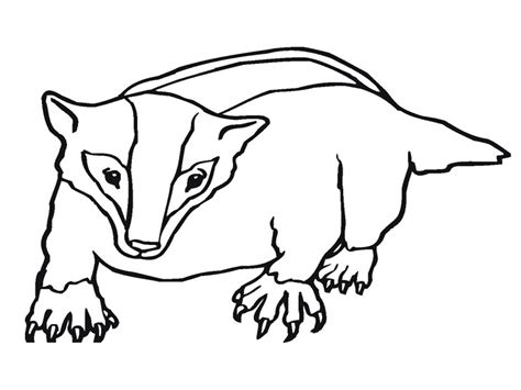 Honey Badger Coloring Page   Pooping Animals Coloring Pages Greatestcoloringbook Com - Honey Badger Coloring Page
