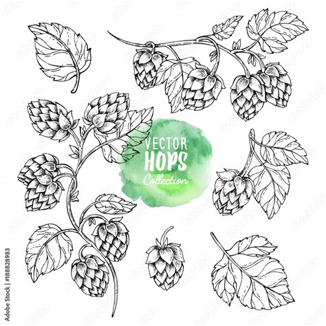 hops illustration