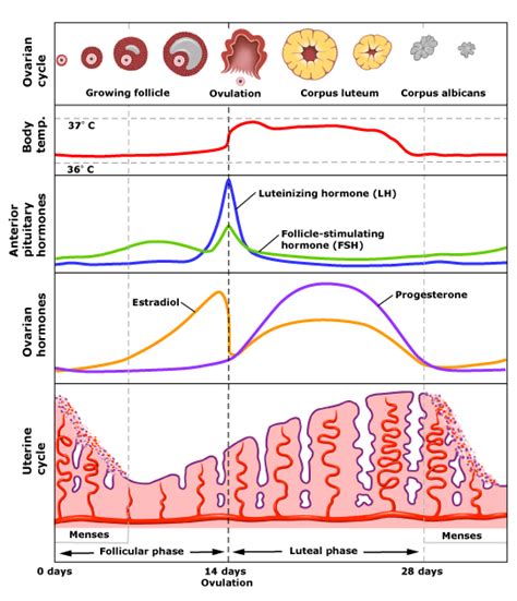 Hormones During Menstrual Cycle Chart
