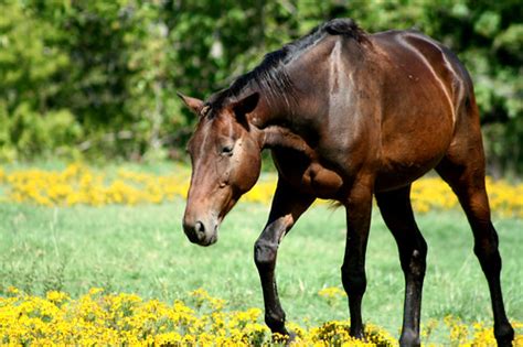 horse Lindsey Turner Flickr