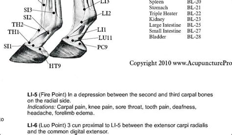 Horse Acupuncture Points