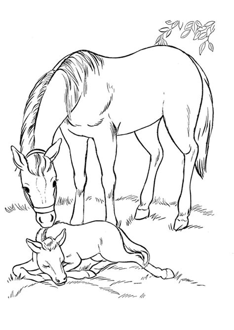 Horse And Baby Coloring Pages 8211 Learning How Baby Horse Coloring Pages - Baby Horse Coloring Pages