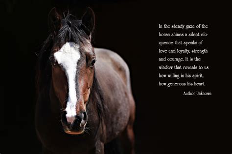 Horse Bravery Quotes