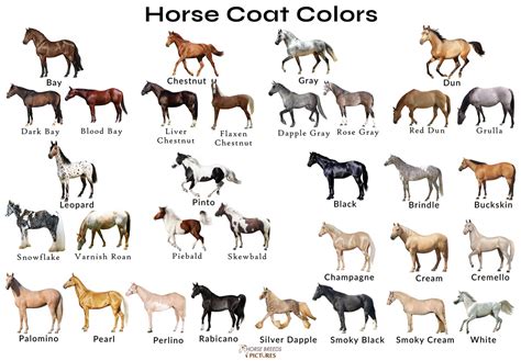 horse colors