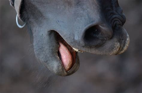 Horse cum mouth