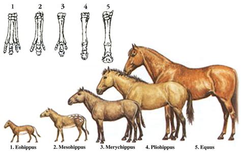 Horse Evolution Domestication Anatomy Britannica Life Cycle Of Horse - Life Cycle Of Horse