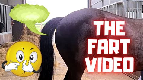 Horse Farting Porn