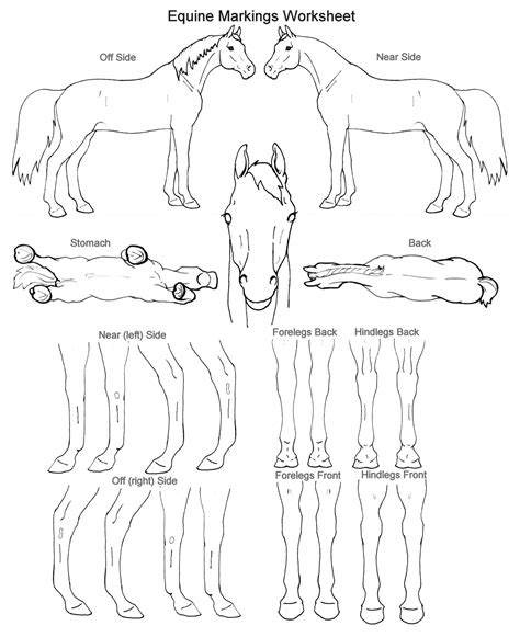 horse form