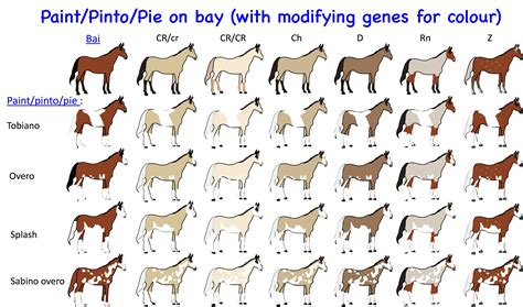 Horse Genetics