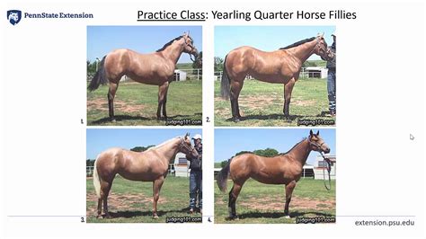 Horse Judging Practice Test