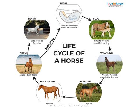 Horse Life Cycle Parts Of A Horse Anatomy Life Cycle Of A Horse Diagram - Life Cycle Of A Horse Diagram