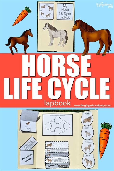 Horse Life Cycle Printable Lapbook Project For Kids Life Cycle Of A Horse Diagram - Life Cycle Of A Horse Diagram