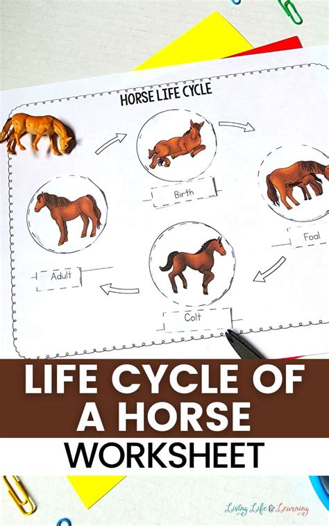Horse Life Cycle Worksheets 123 Homeschool 4 Me Life Cycle Of Horse - Life Cycle Of Horse
