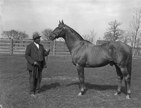 Horse Man Of War
