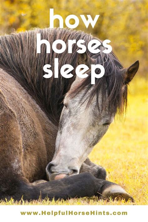 horse naps