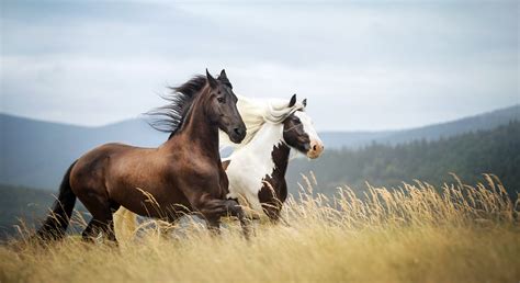 474px x 607px - Horse Porn Hd gse