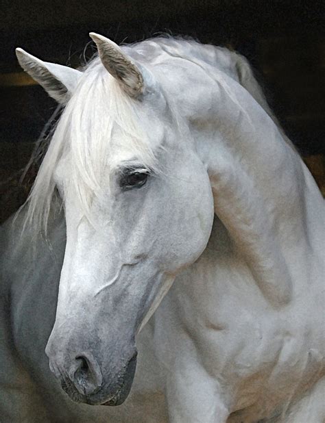 Horse profile pics