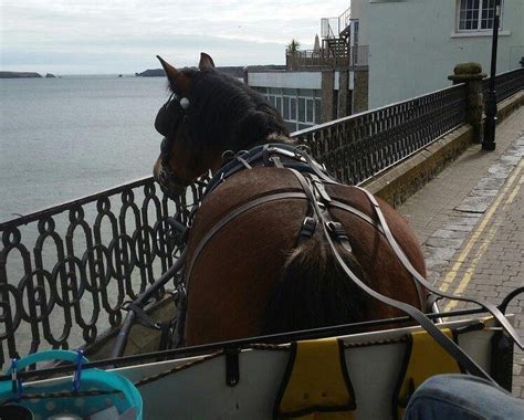 horse riding - Tenby Forum - Tripadvisor