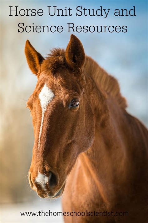 Horse Science News Home Horse Science - Horse Science