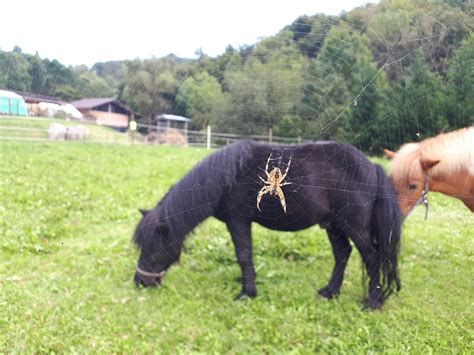 Horse Spider