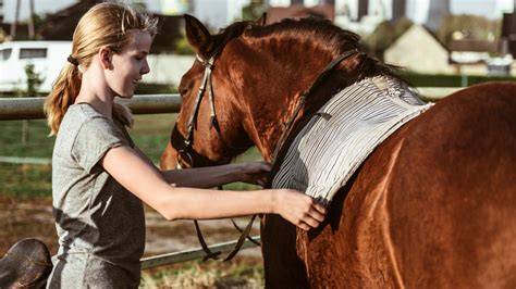 horse training for beginners the ultimate guide on how to train a horse