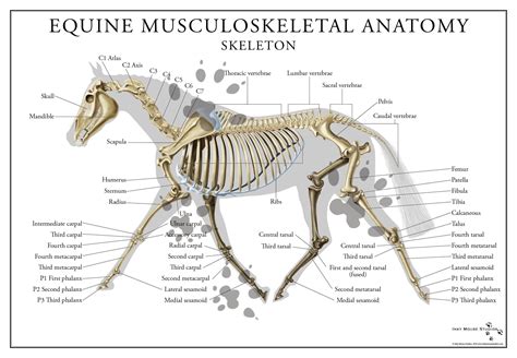 Horse Wikipedia Horse Science - Horse Science