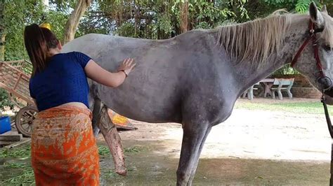 horse pussy porn