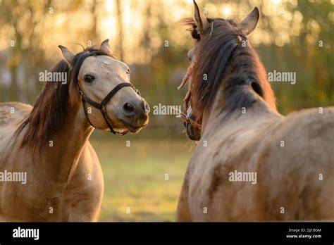 horses talking how to share healing messages with