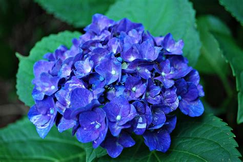 hortensia bloem