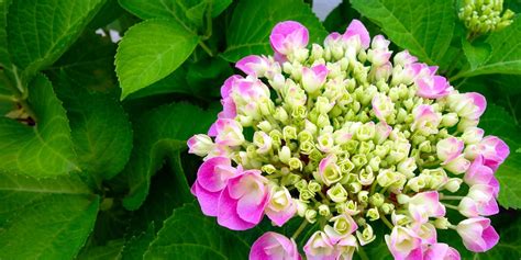 hortensia verzorging